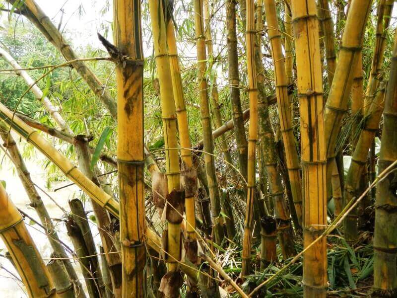 15 Ide Kreatif Cara Membuat Kerajinan  dari Bambu 