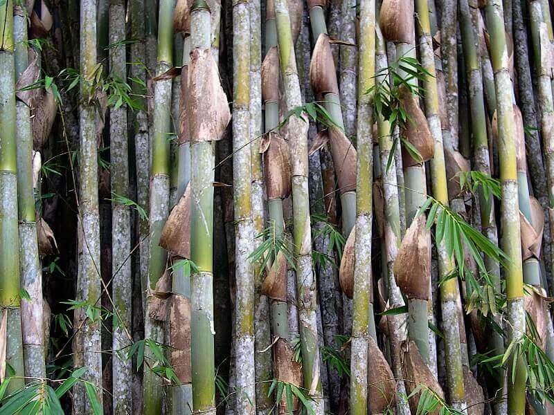 15 Ide Kreatif Cara Membuat Kerajinan dari Bambu 